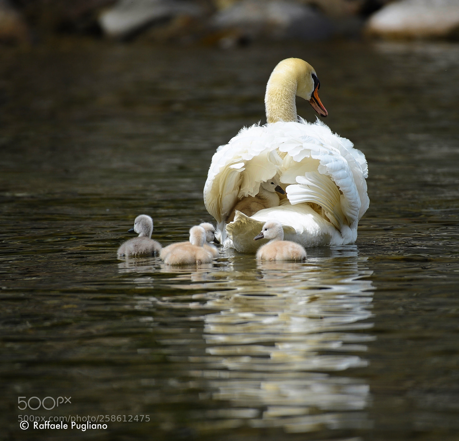 Nikon D3 sample photo. Cygnus  photography