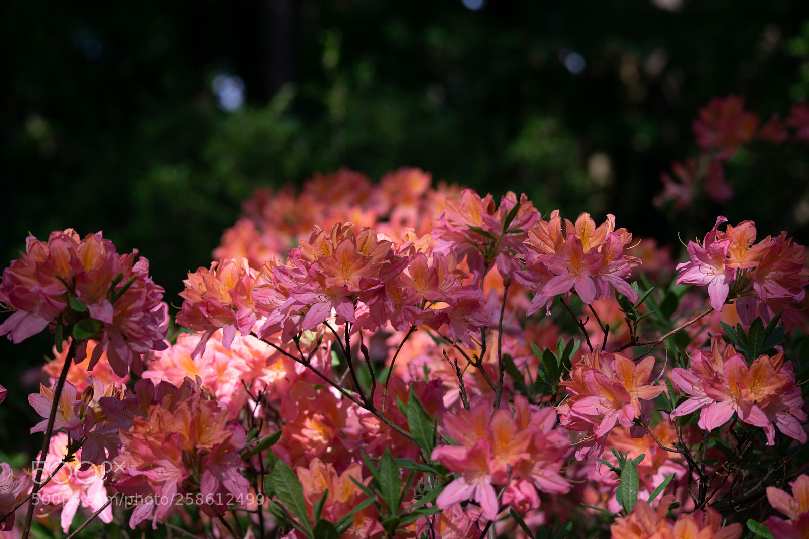 Nikon D5300 sample photo. Flowers photography