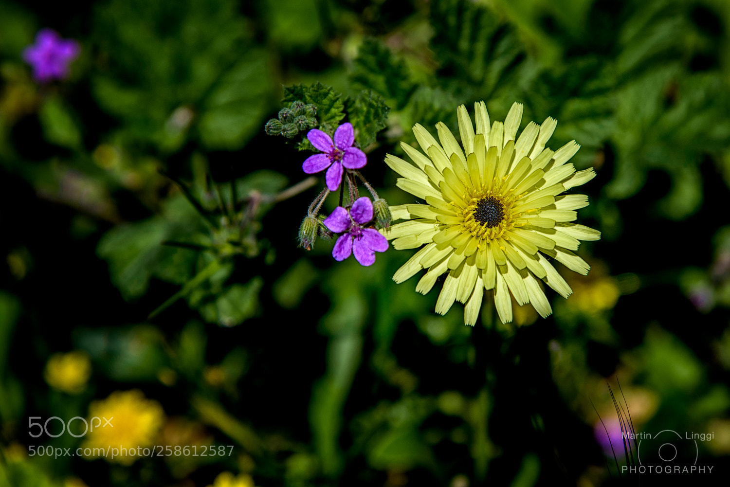 Nikon D750 sample photo. Mallorquin flower bouquet photography