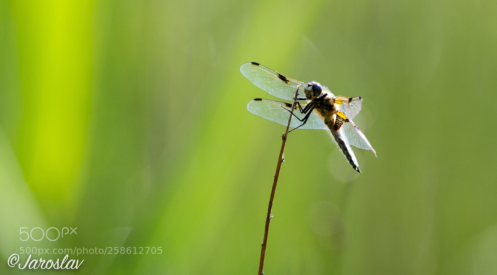 Nikon D500 sample photo. Sunbath for dragonfly photography