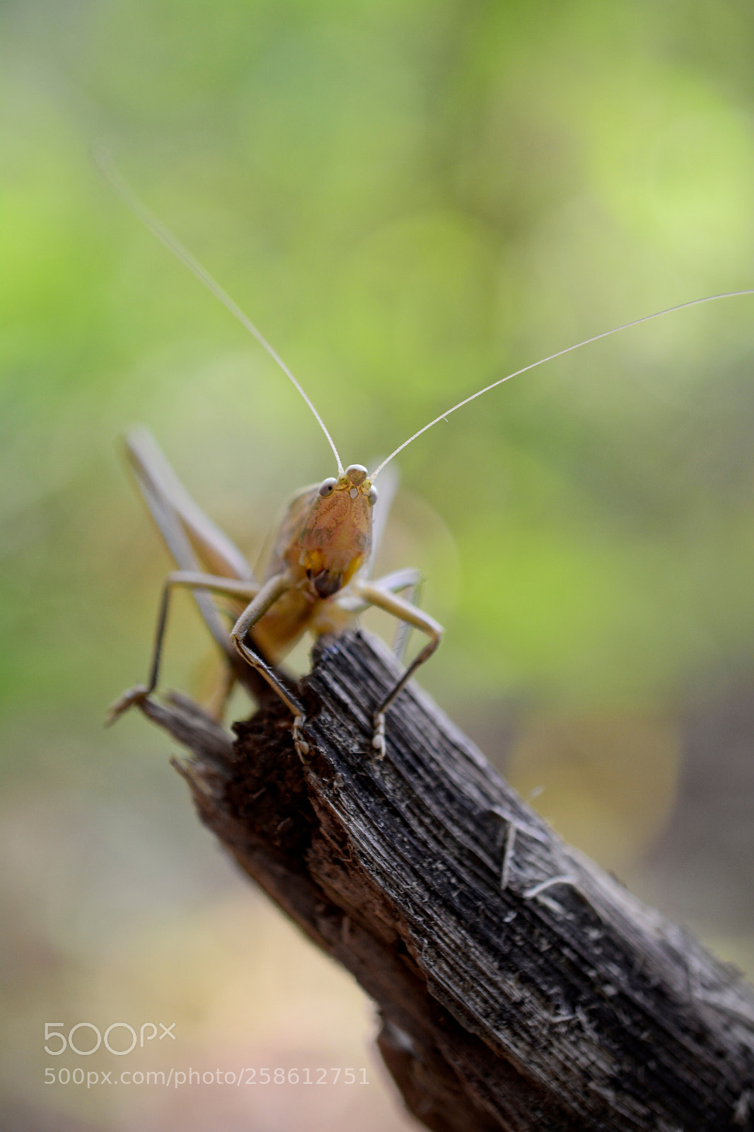 Nikon D5200 sample photo. Watching photography