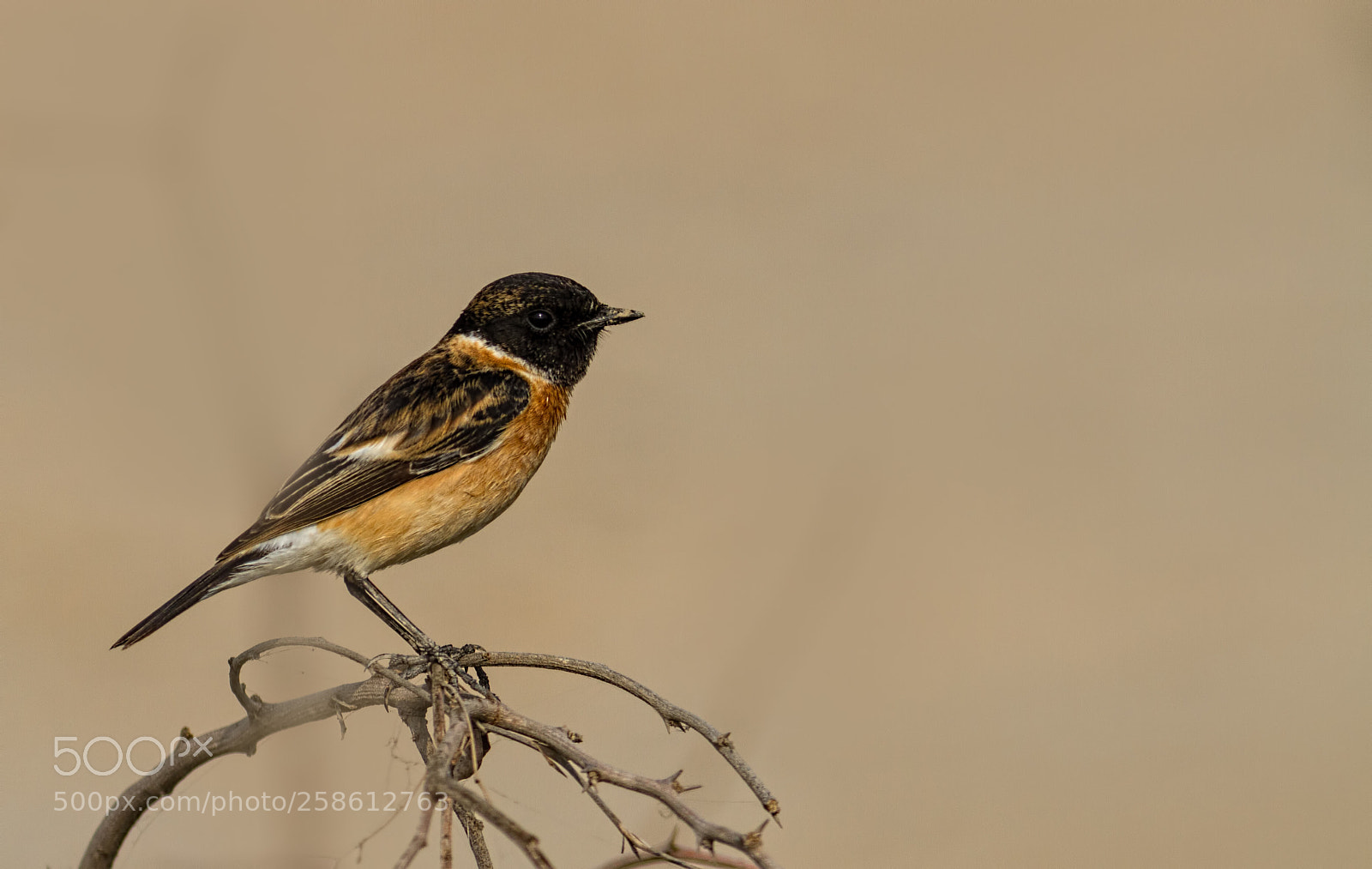 Canon EOS 7D sample photo. Siberian stonechat.... photography