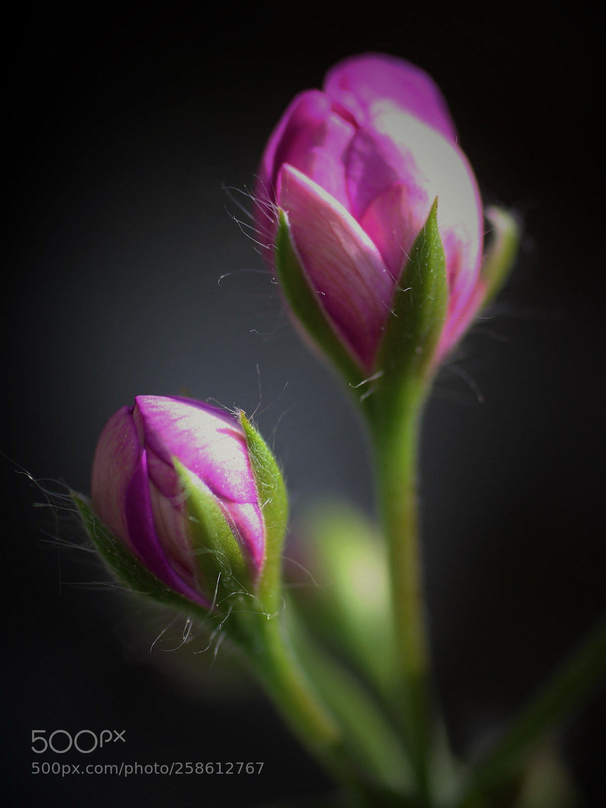 Canon EOS 7D Mark II sample photo. Two geranium buds () photography