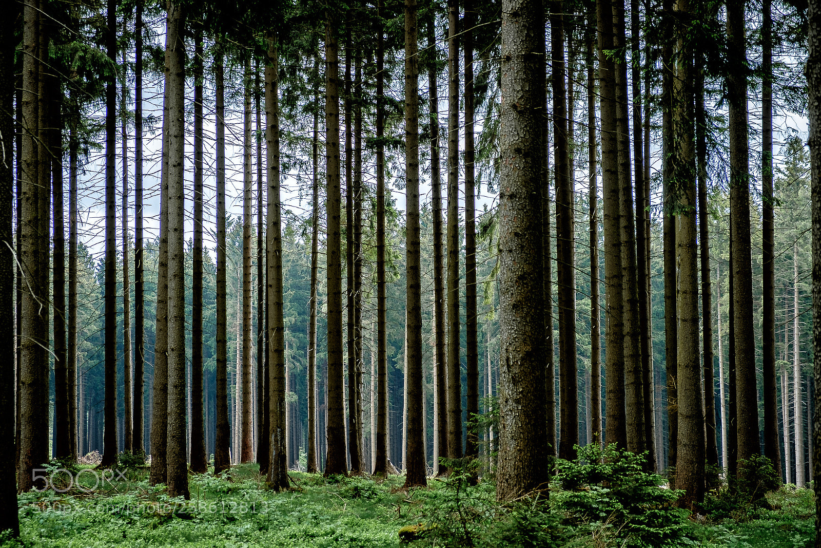 Fujifilm X-T2 sample photo. Harz - forest photography