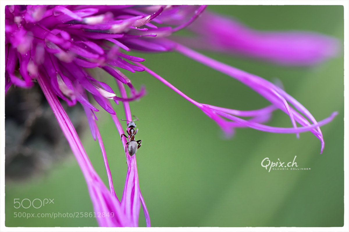 Canon EOS 80D sample photo. Pl"ant" photography