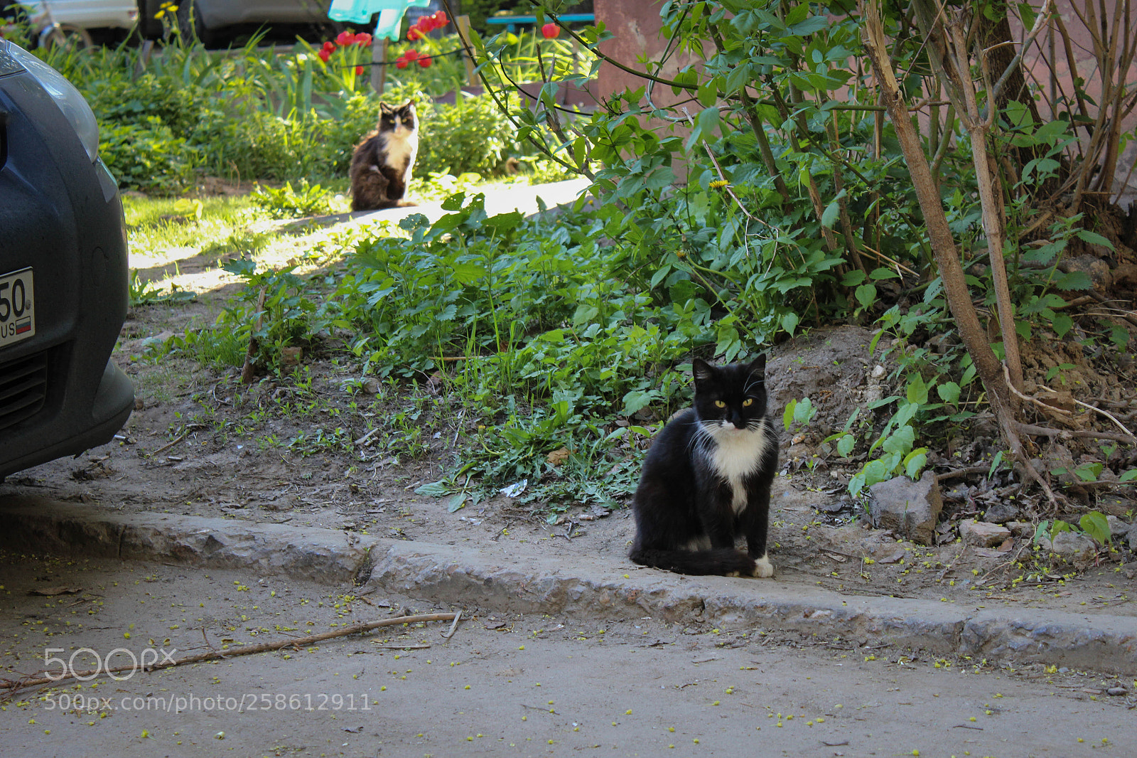 Canon EOS 1200D (EOS Rebel T5 / EOS Kiss X70 / EOS Hi) sample photo. Cats photography