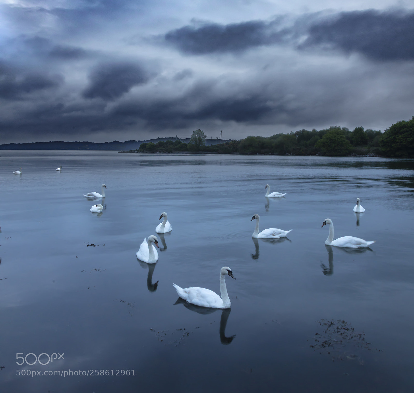 Canon EOS 5DS R sample photo. Night swans ireland photography