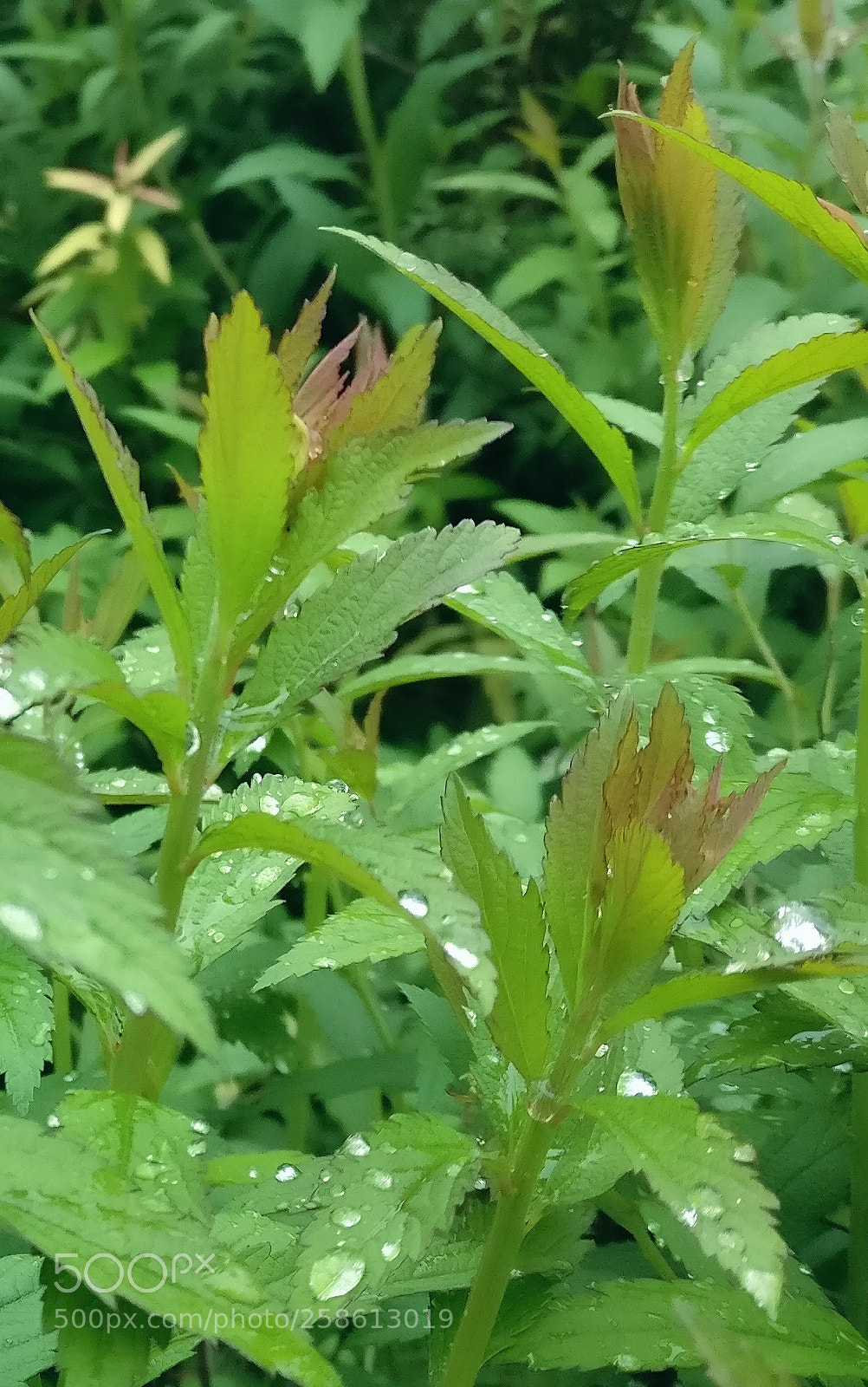 OnePlus A3003 sample photo. Fresh rain.. photography