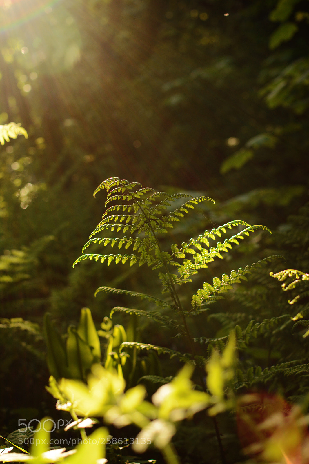 Nikon D7100 sample photo. Fern and light photography