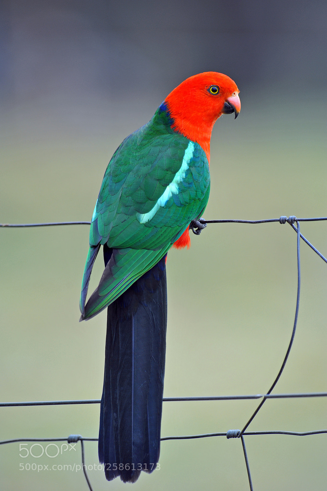 Nikon D700 sample photo. Male king parrot. brisbane photography