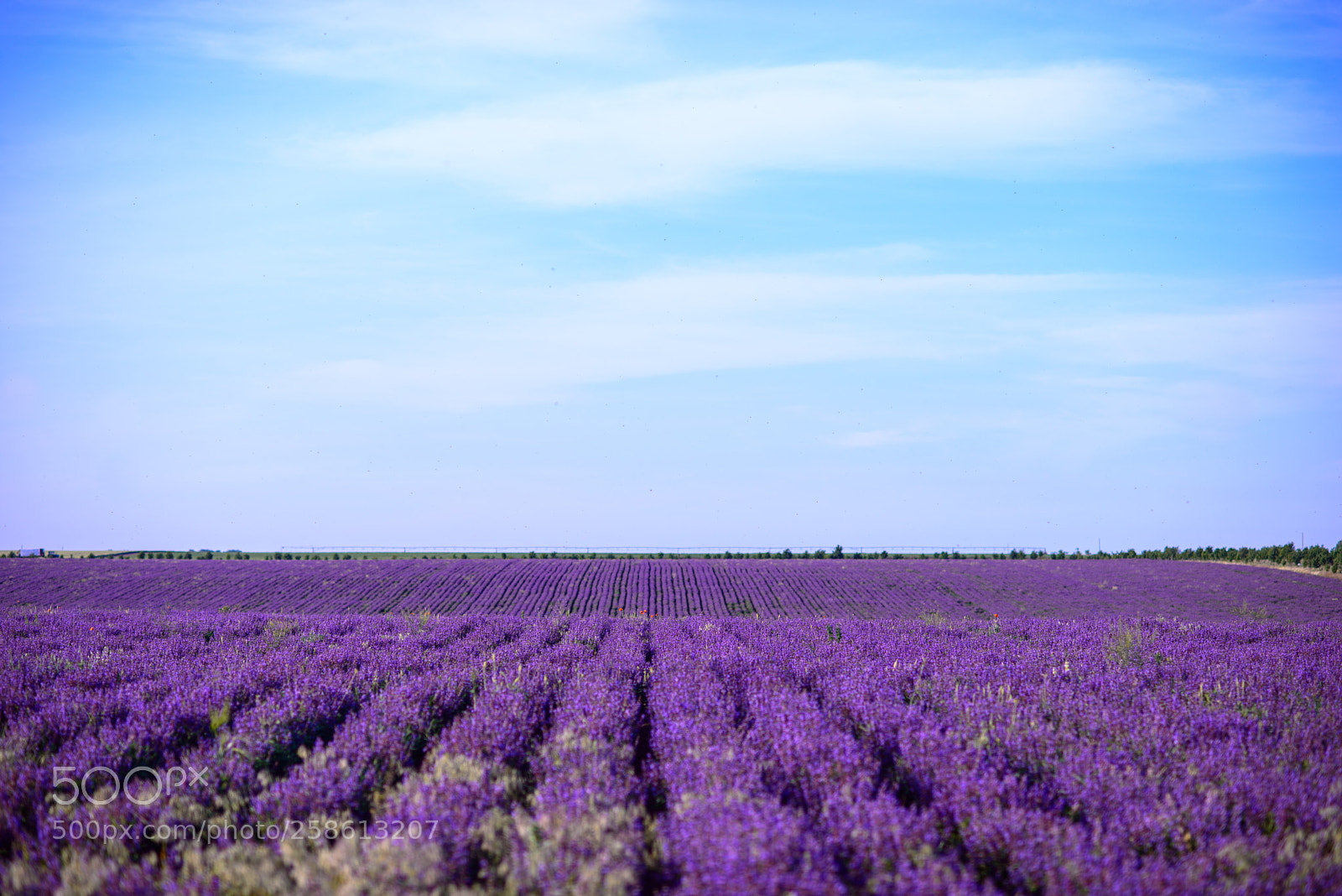 Nikon D800 sample photo. Purple mood photography
