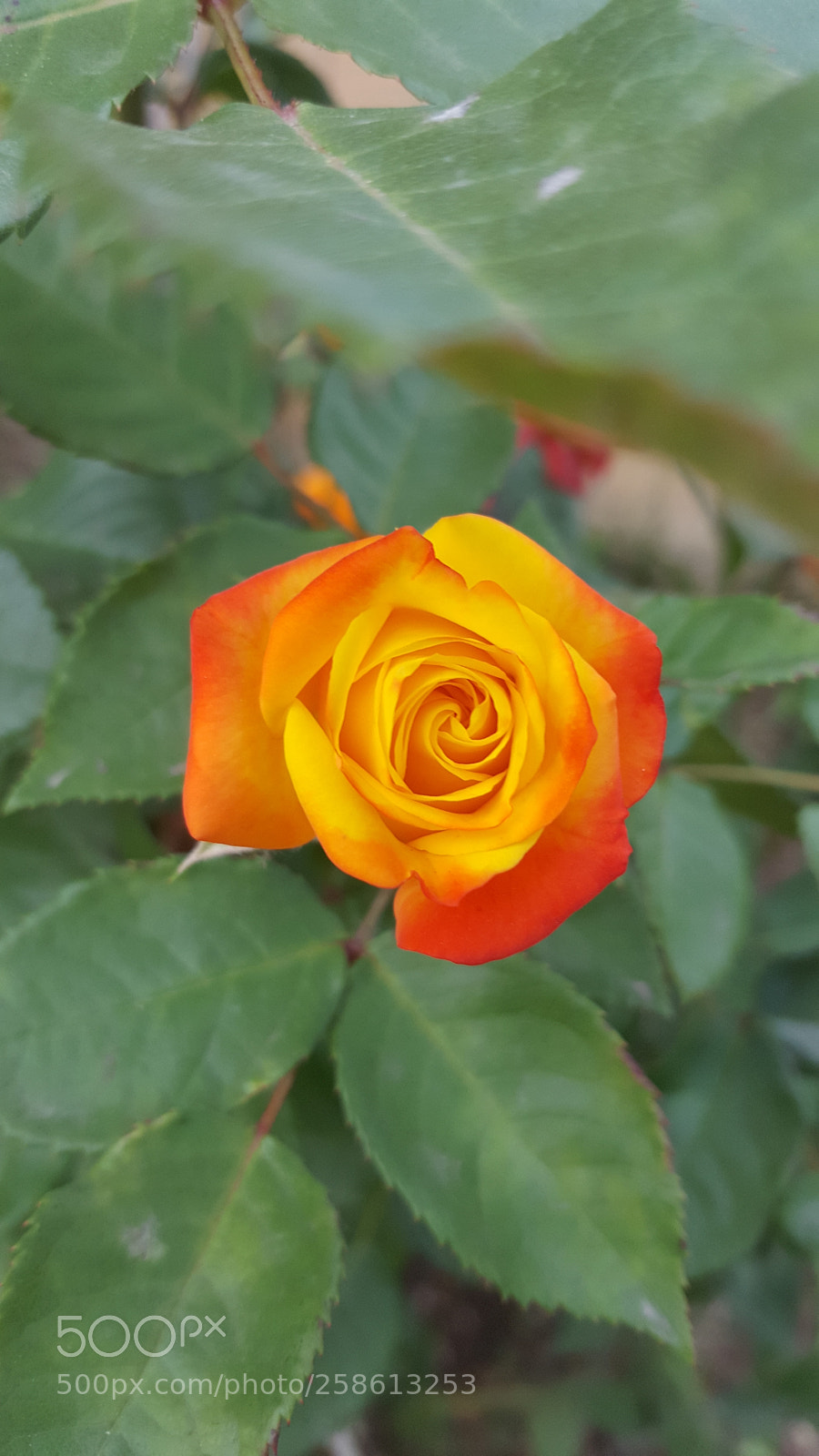 Samsung Galaxy S6 sample photo. Untitled photography