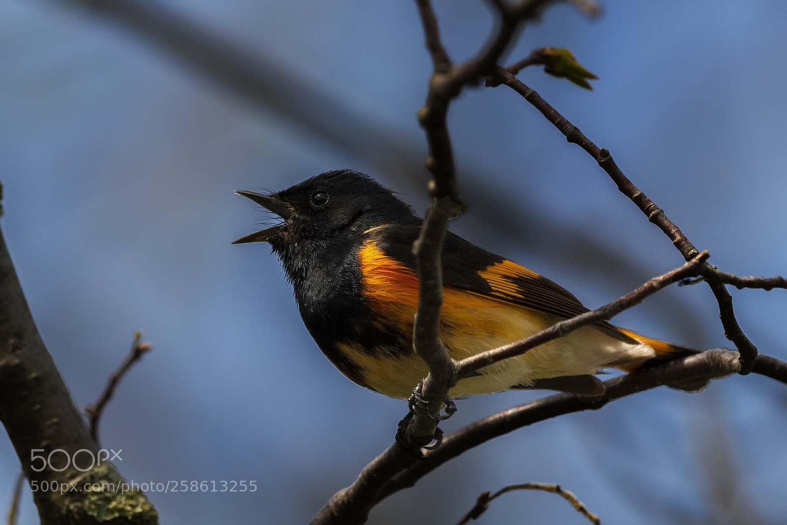Nikon D850 sample photo. Redstart warbler photography