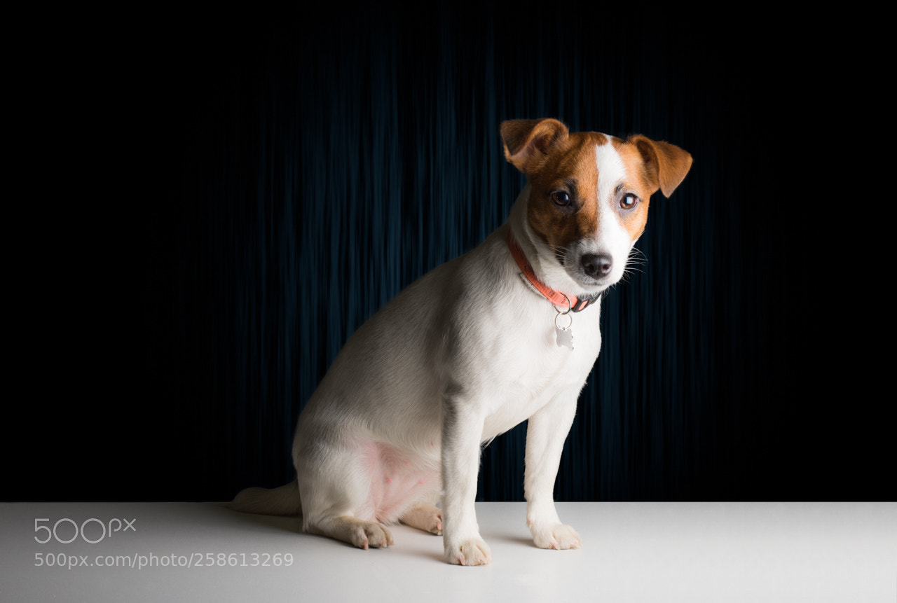 Nikon D610 sample photo. Daisy photography