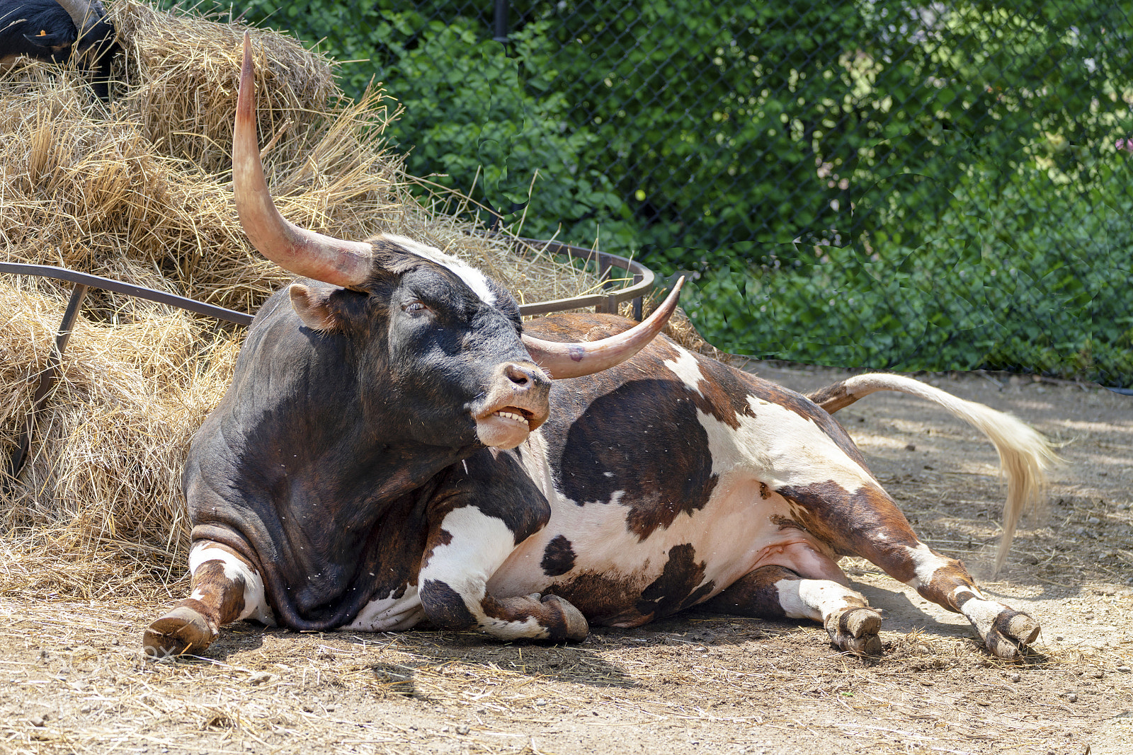 Sony a7R III sample photo. Texas longhorn steer photography