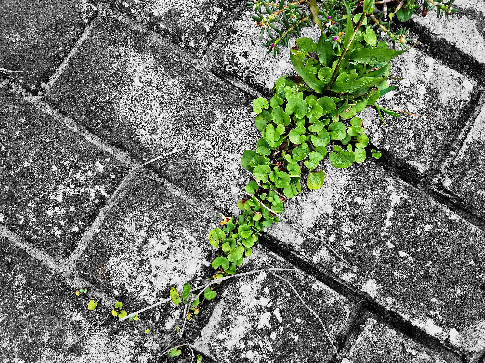 Samsung Galaxy S8 sample photo. Life finds a way photography