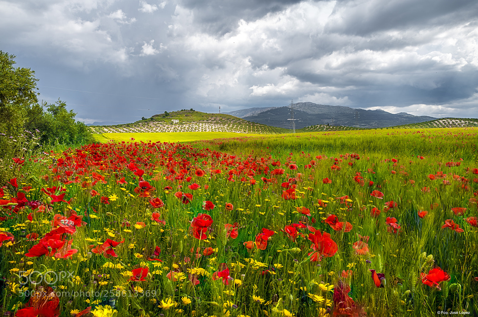 Pentax K-1 sample photo. Amapolas photography