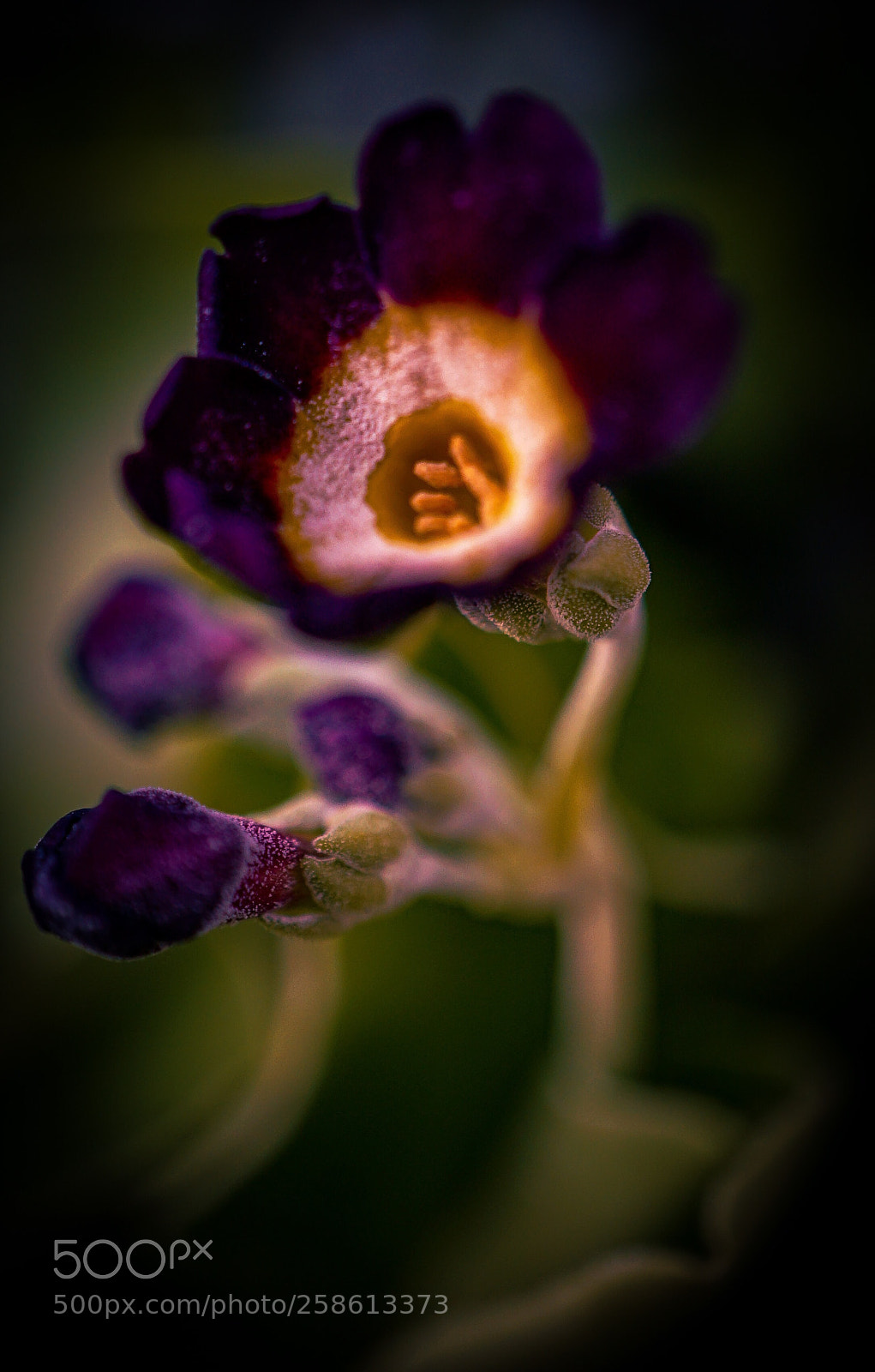 Sony a7 II sample photo. Macro beauty  photography