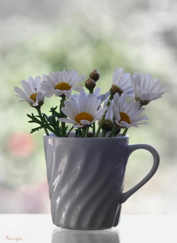 Canon EOS 60D sample photo. Daisy photography