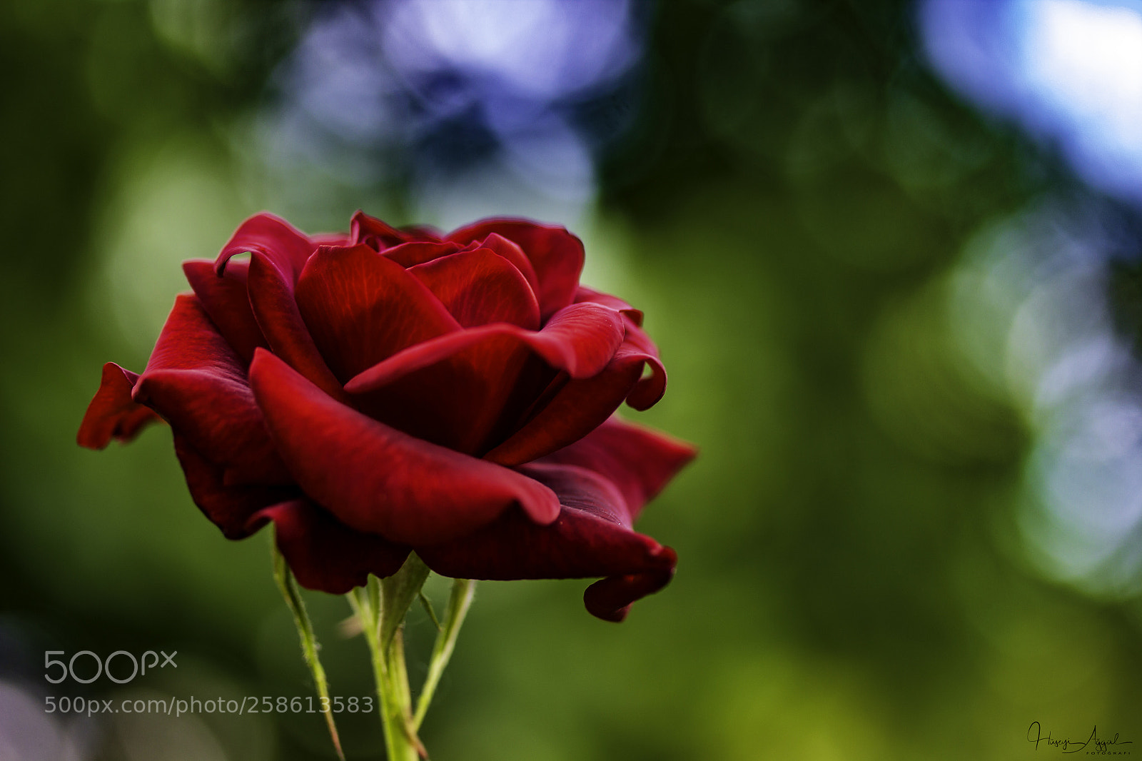 Canon EOS 60D sample photo. Rose photography