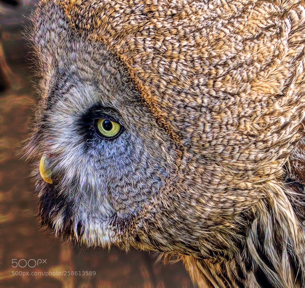 Sony a7 sample photo. Owl head photography