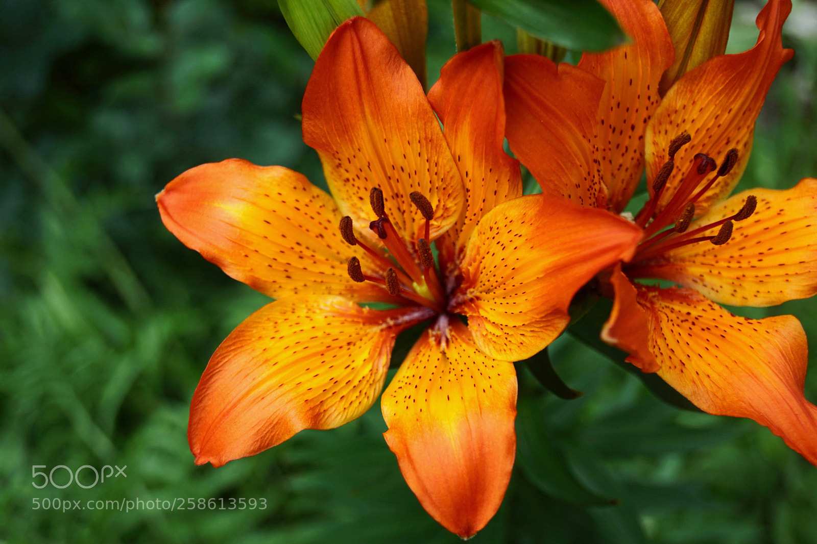 Sony SLT-A68 sample photo. Together photography