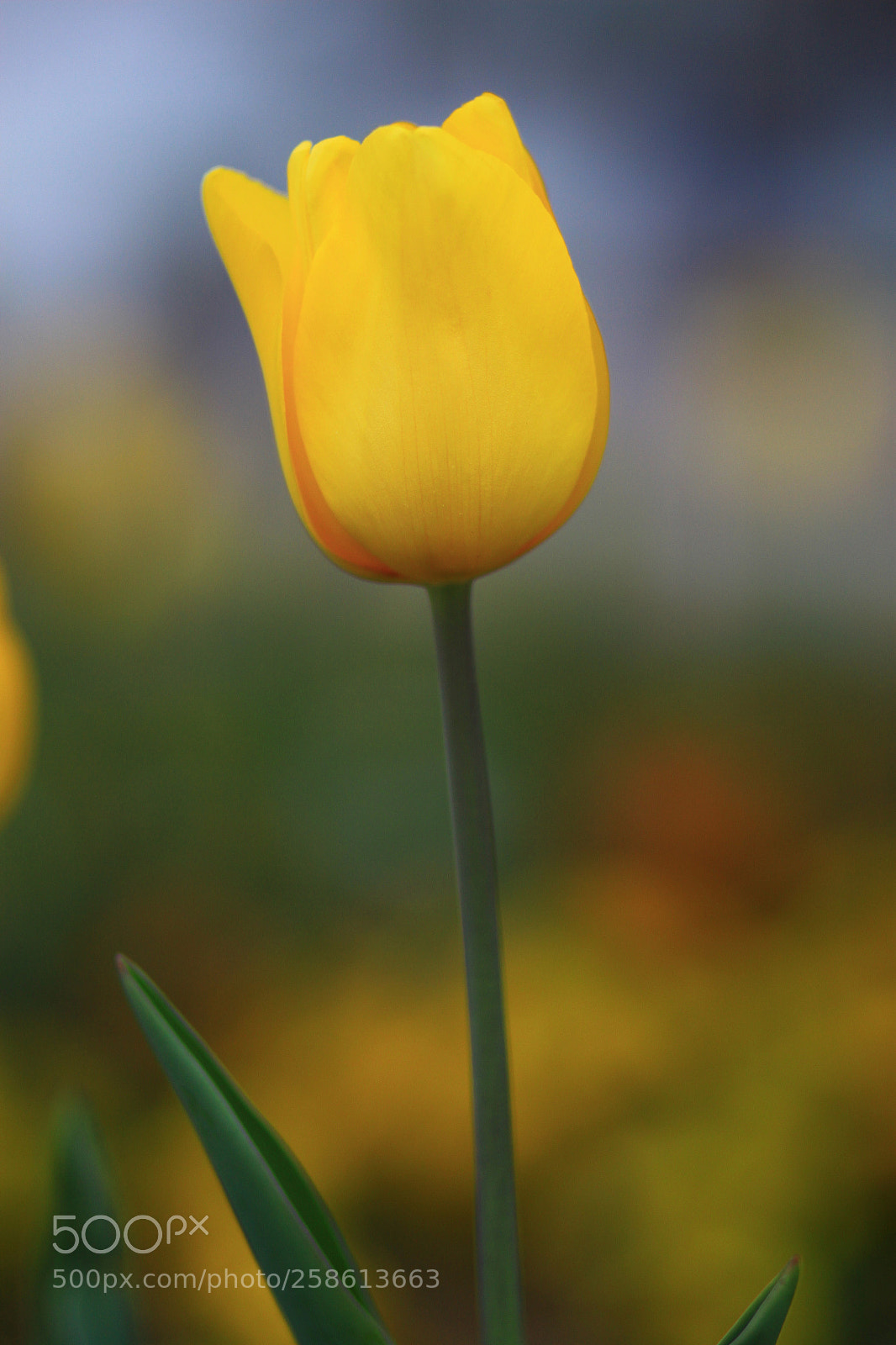 Canon EOS 500D (EOS Rebel T1i / EOS Kiss X3) sample photo. Yellow tulip photography