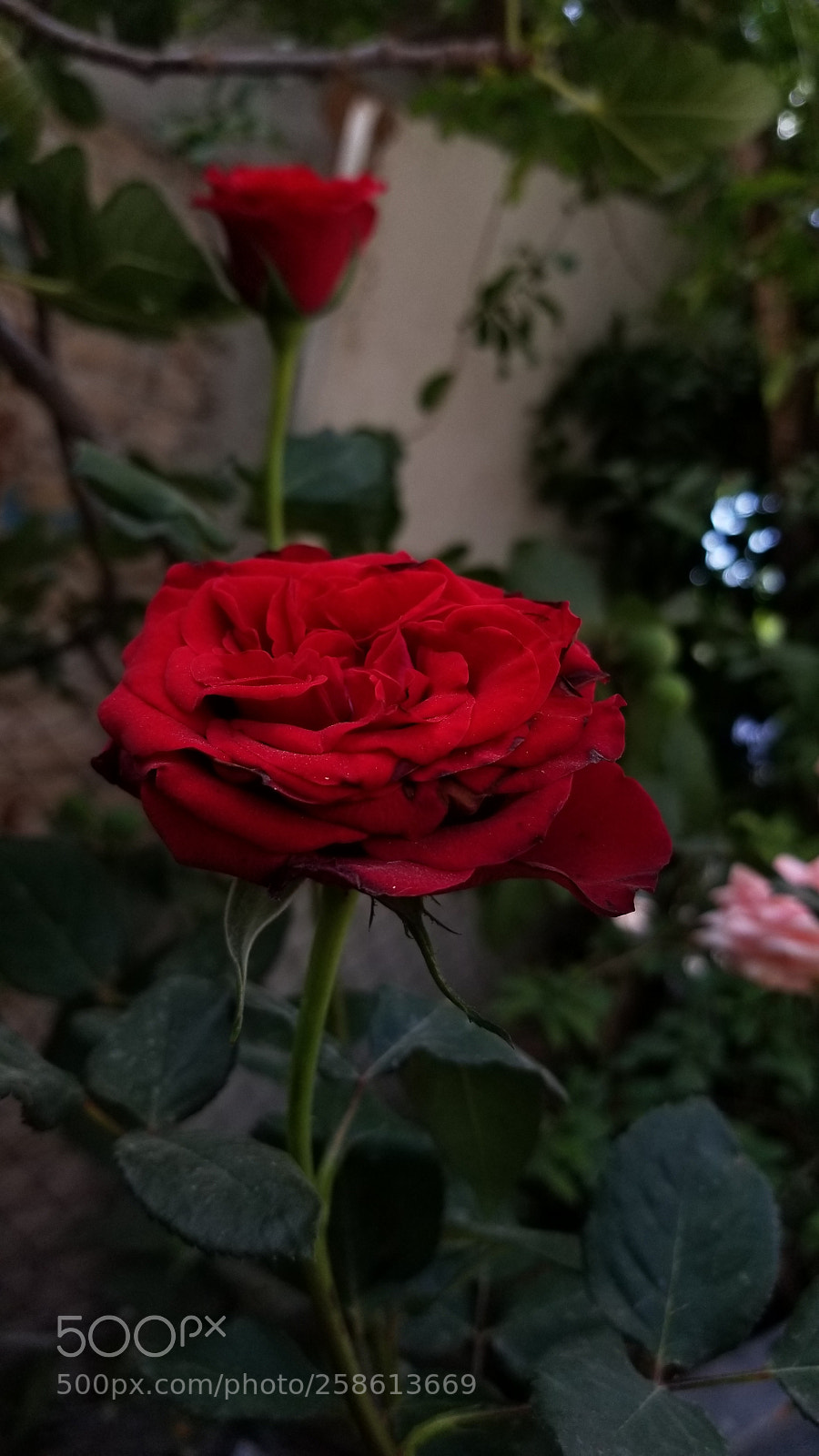 Samsung Galaxy S8+ sample photo. Untitled photography