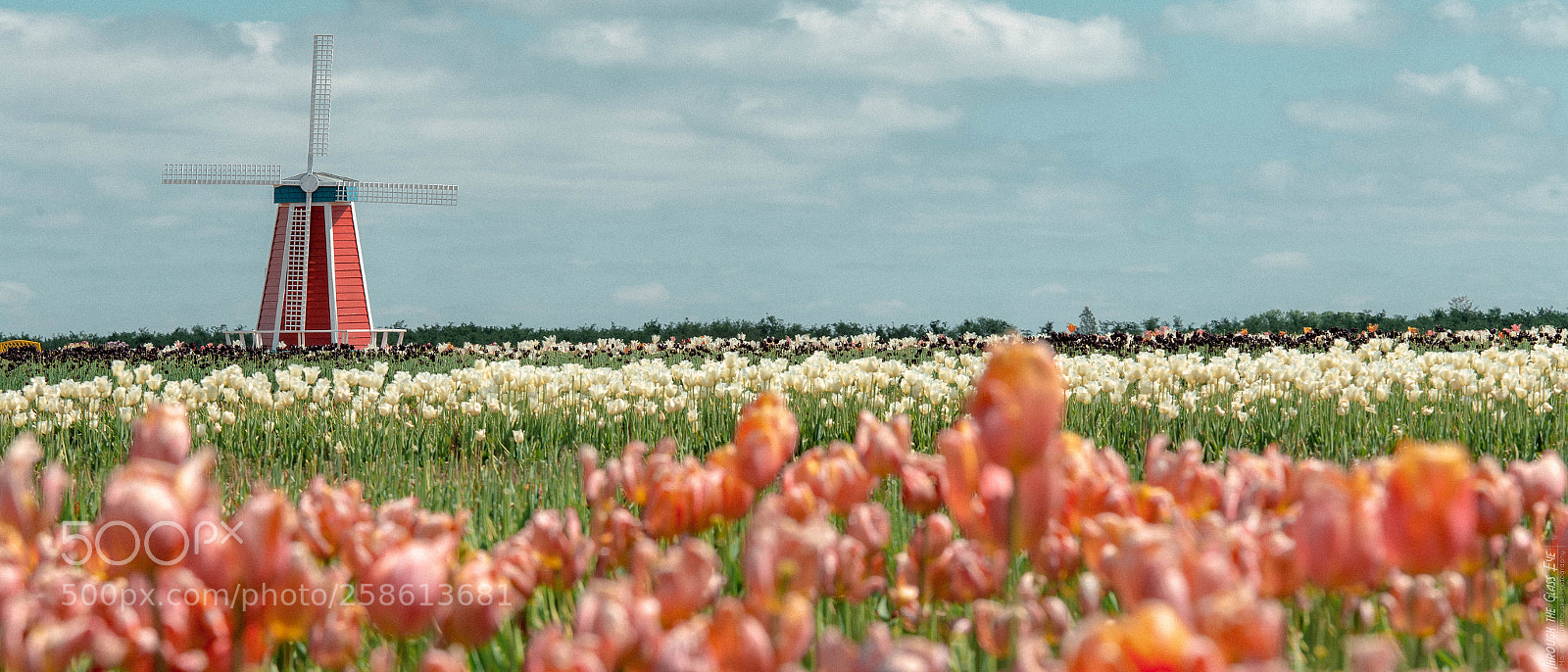 Canon EOS 6D sample photo. Spring photography