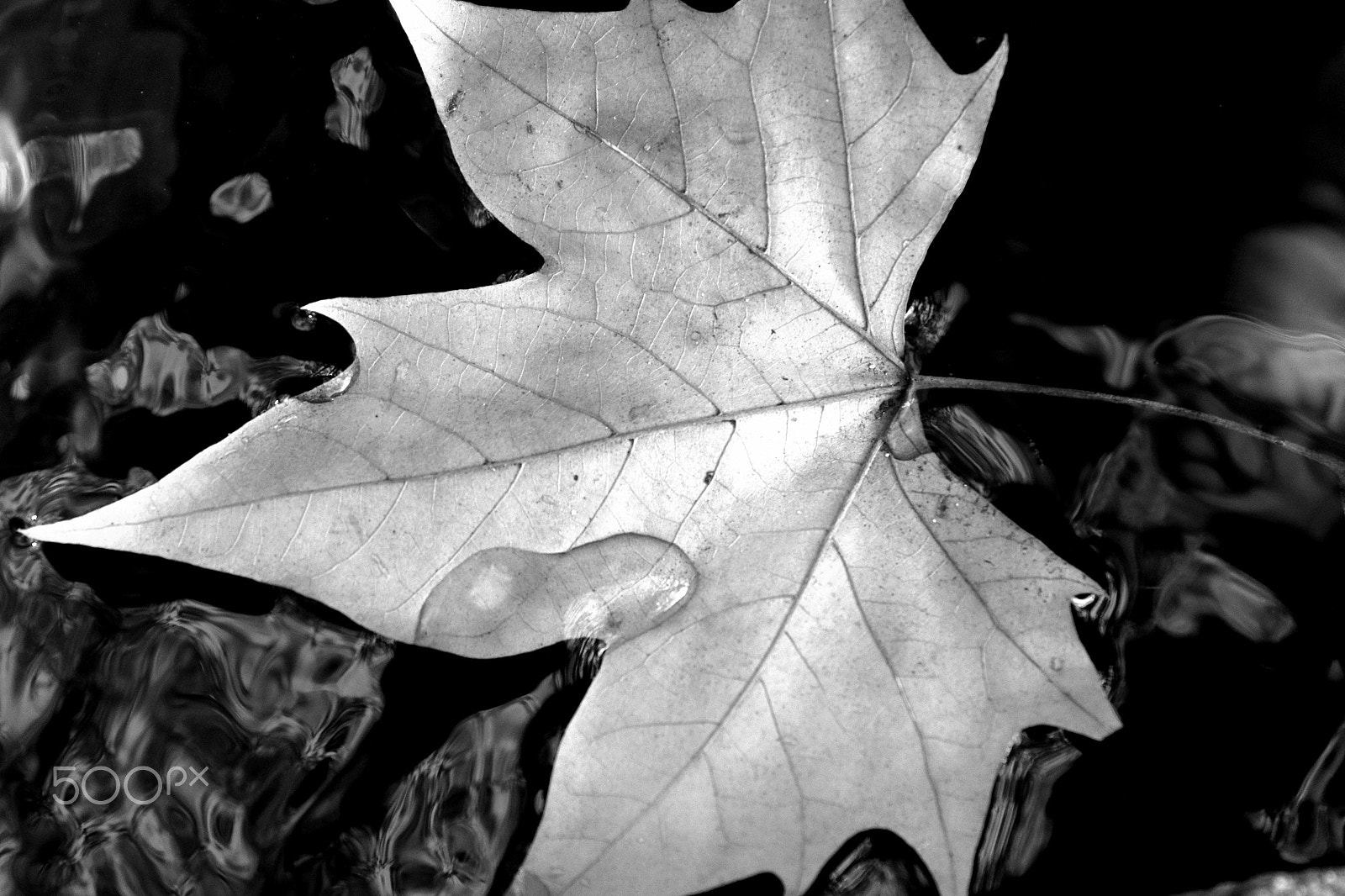 Canon EF 24-70mm F4L IS USM sample photo. Leaf photography