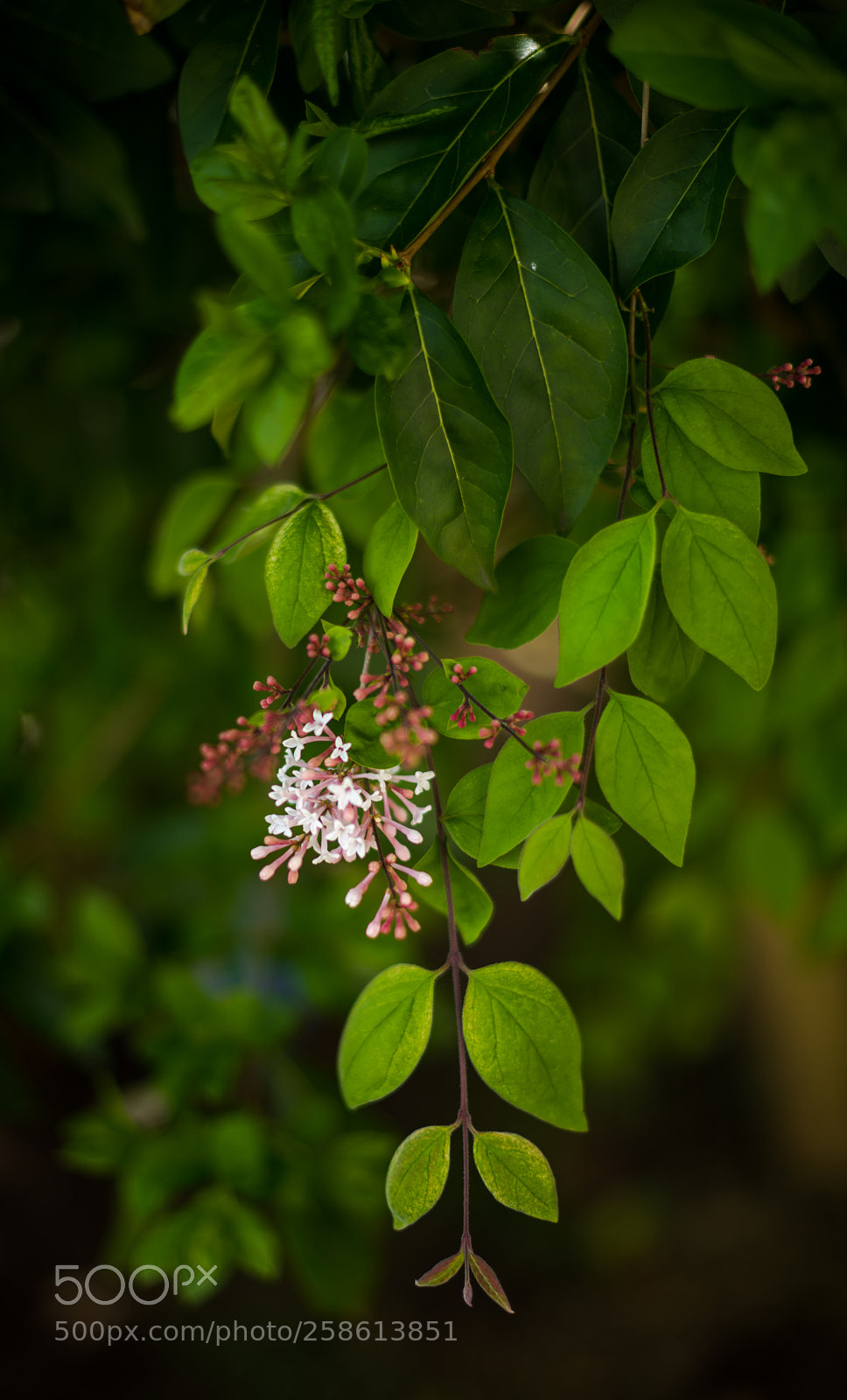 Nikon D810 sample photo. In the garden photography