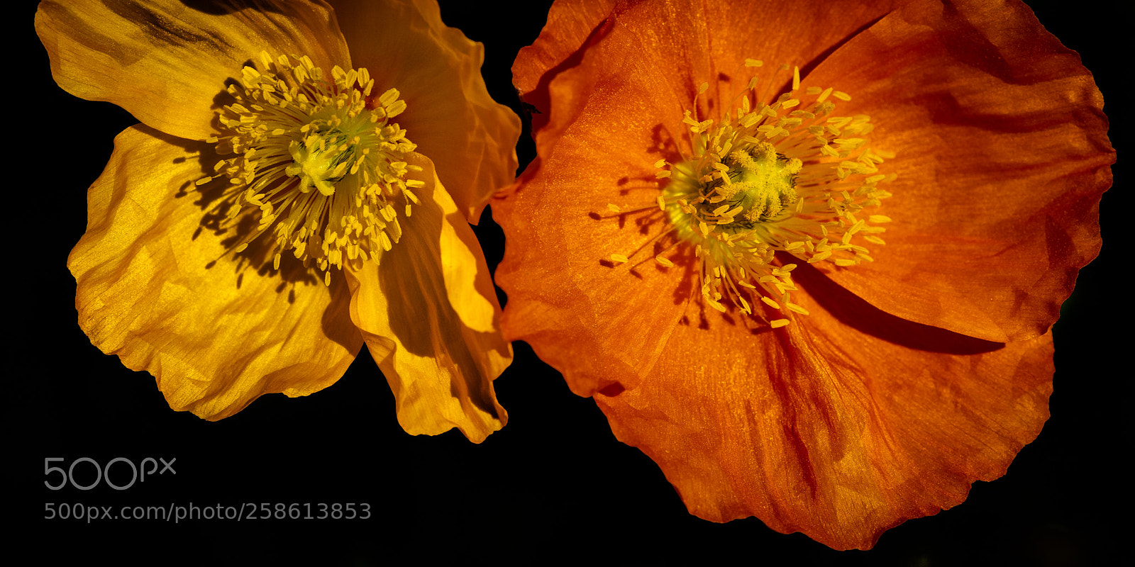 Pentax K-1 sample photo. Poppy ii photography