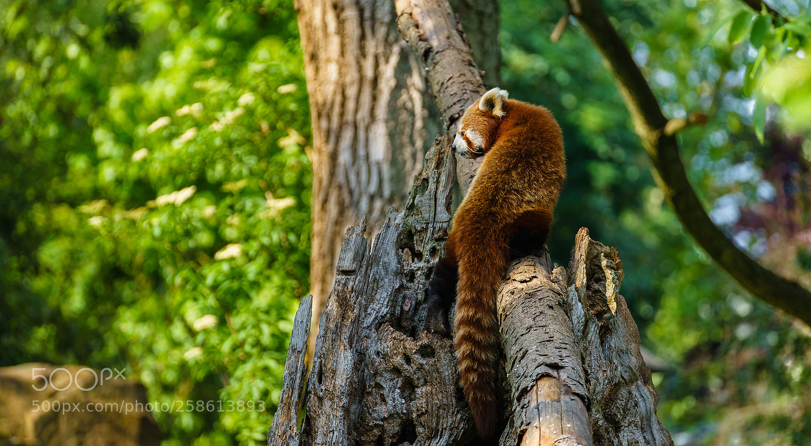 Sony a7 II sample photo. Red panda aka firefox photography