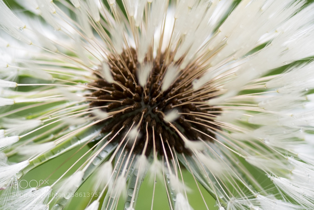 Nikon D750 sample photo. Inside dandelion photography