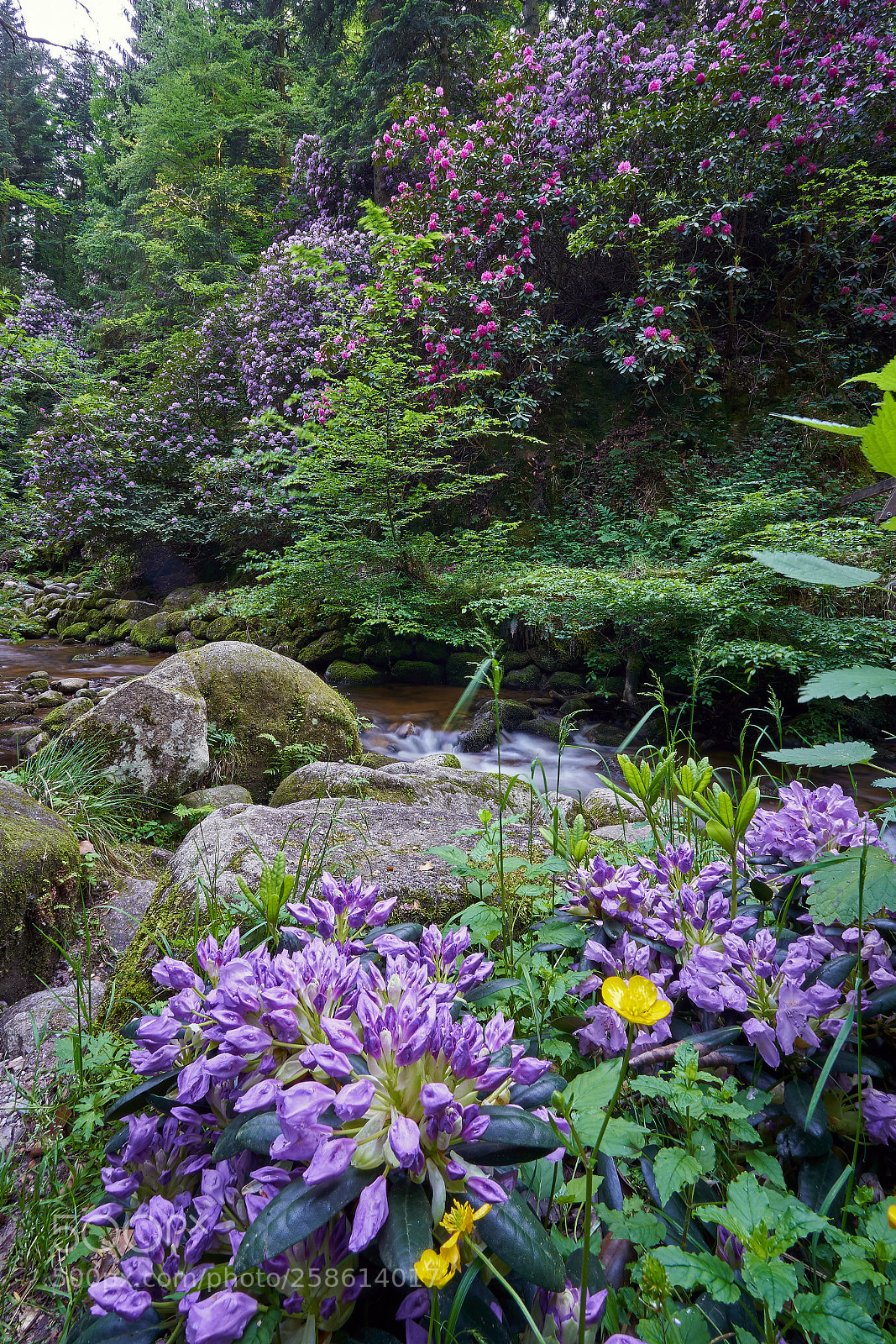 Sony a7 III sample photo. Rhododendron bushes by the photography