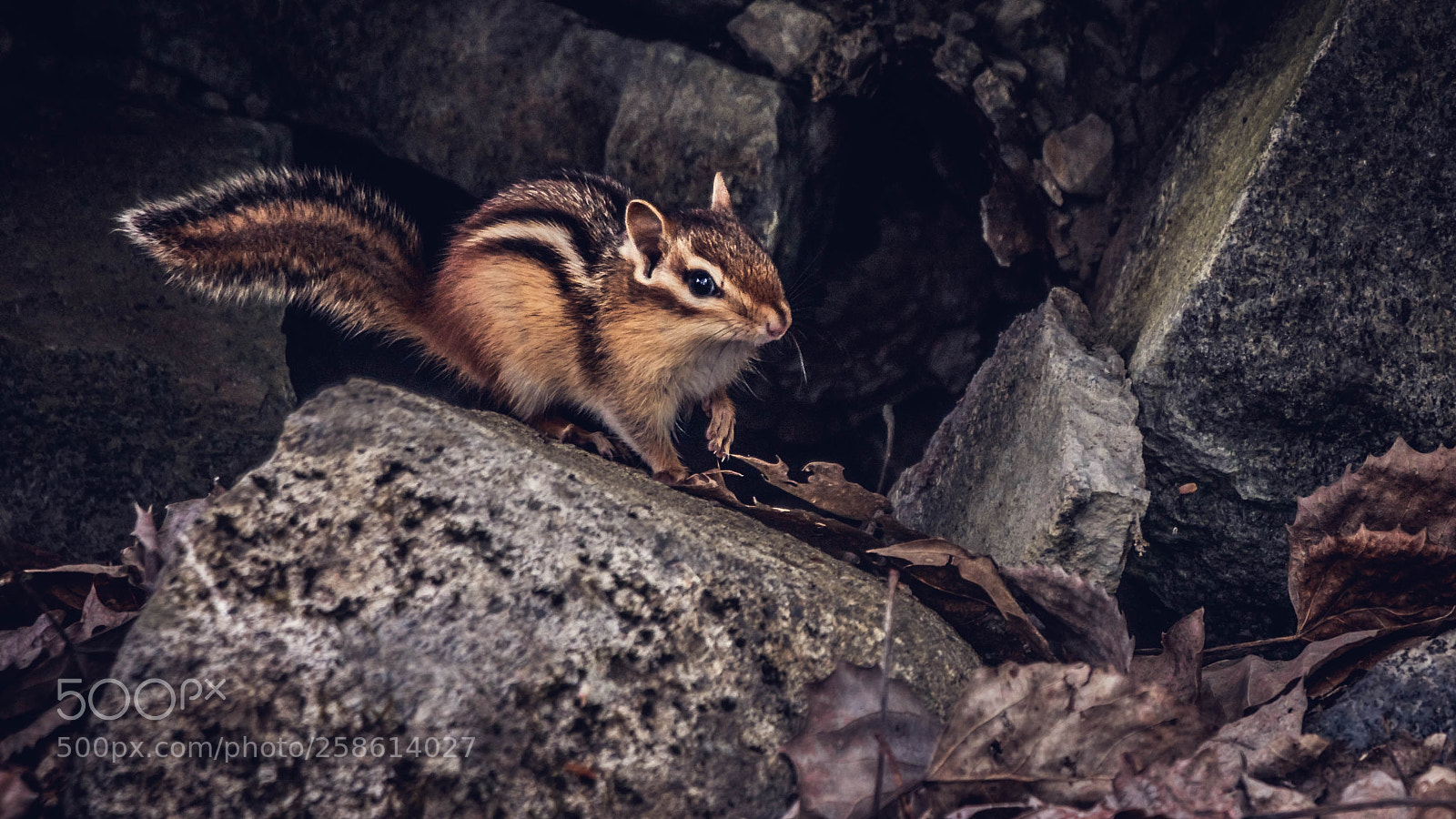 Canon EOS 80D sample photo. Chipmunk photography