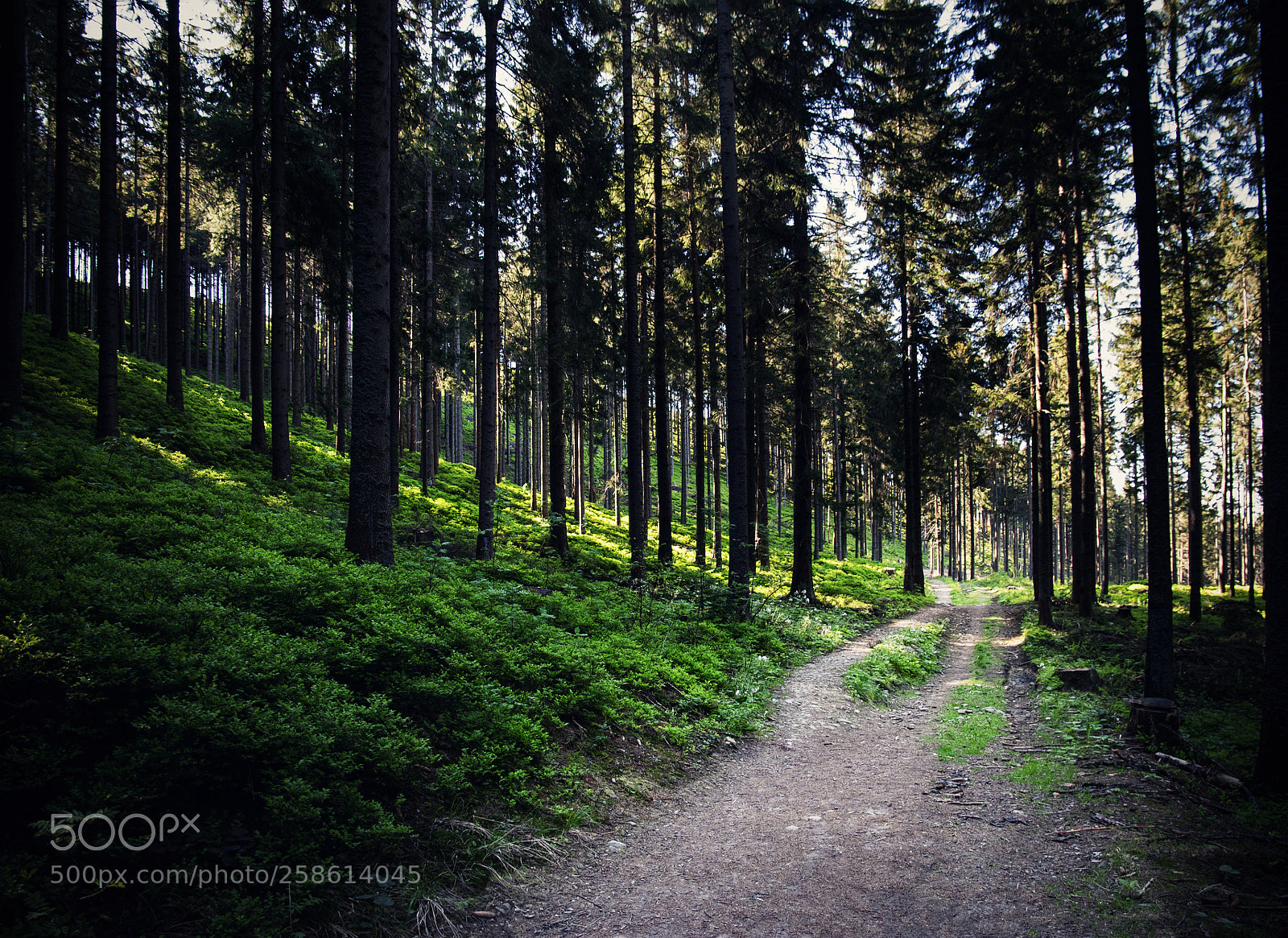 Nikon D5500 sample photo. A path through a photography