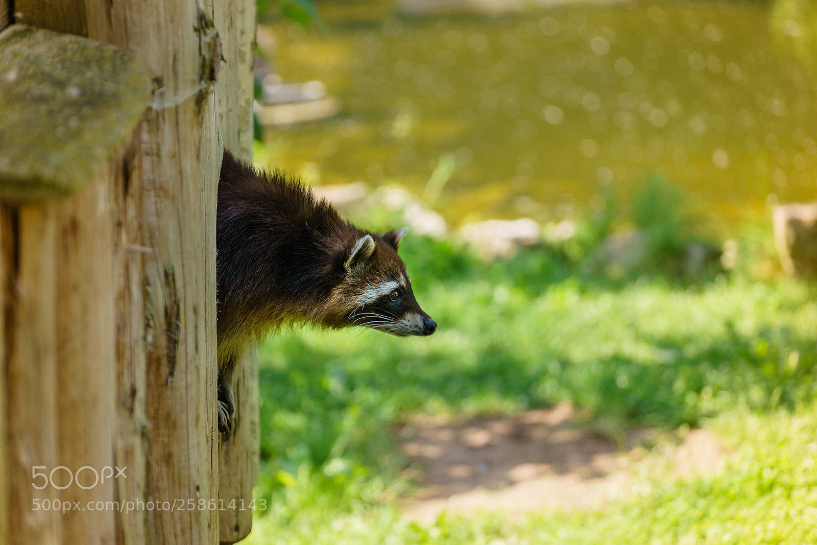 Sony a7 II sample photo. Curious raccoon photography