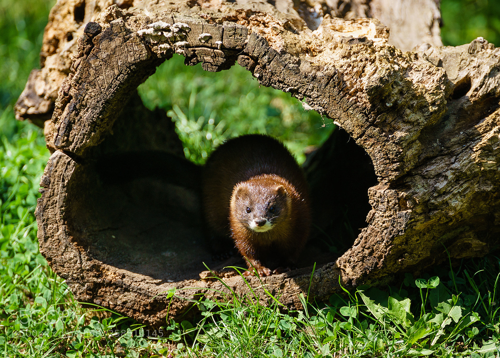 Sony a7 II sample photo. Shy mink photography