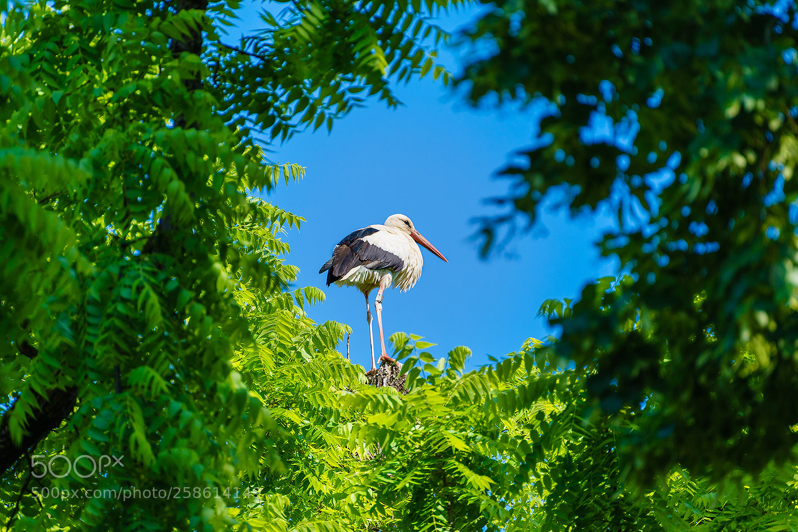 Sony a7 II sample photo. Young stork photography