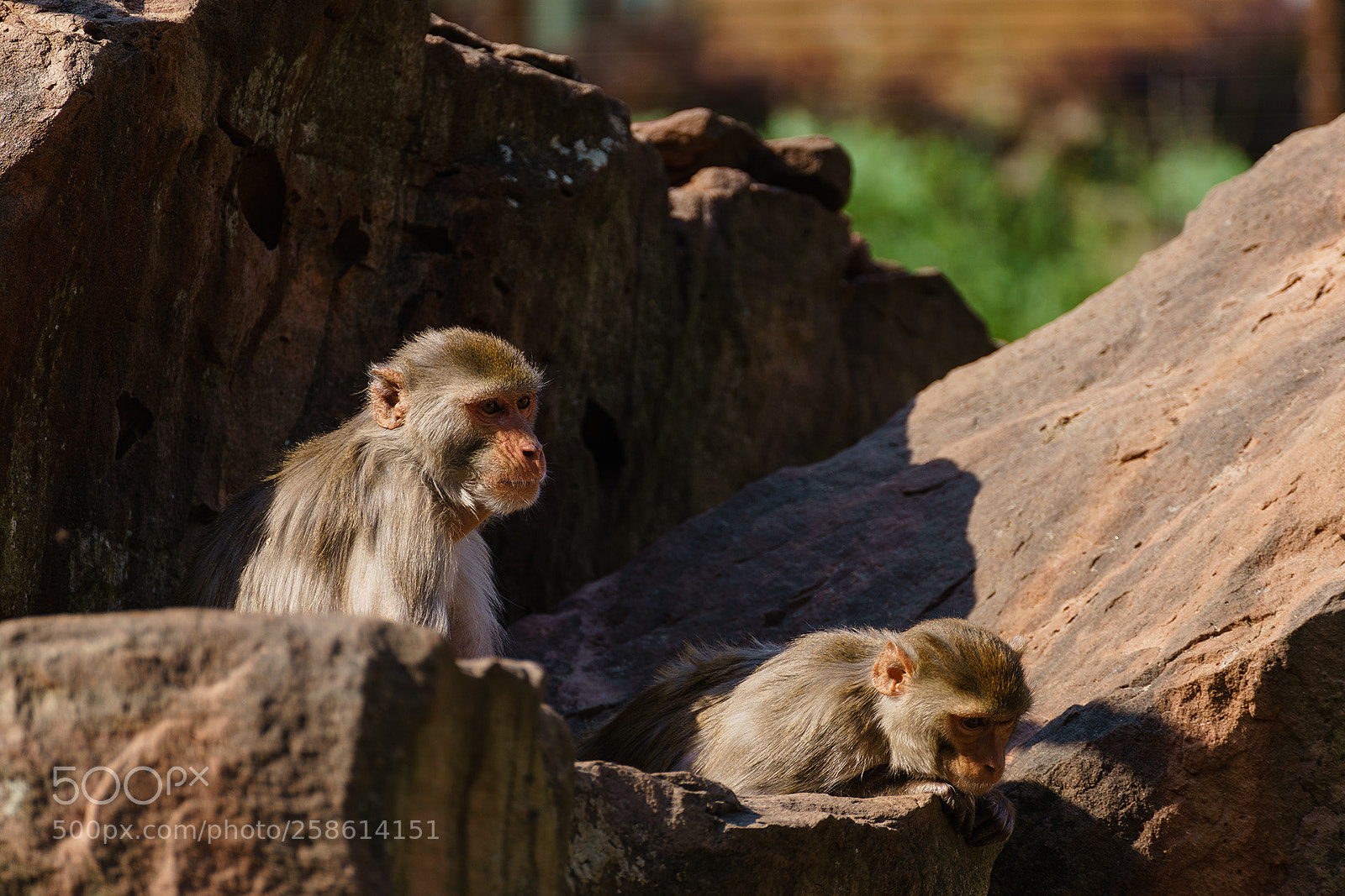 Sony a7 II sample photo. Two rhesus macaque photography