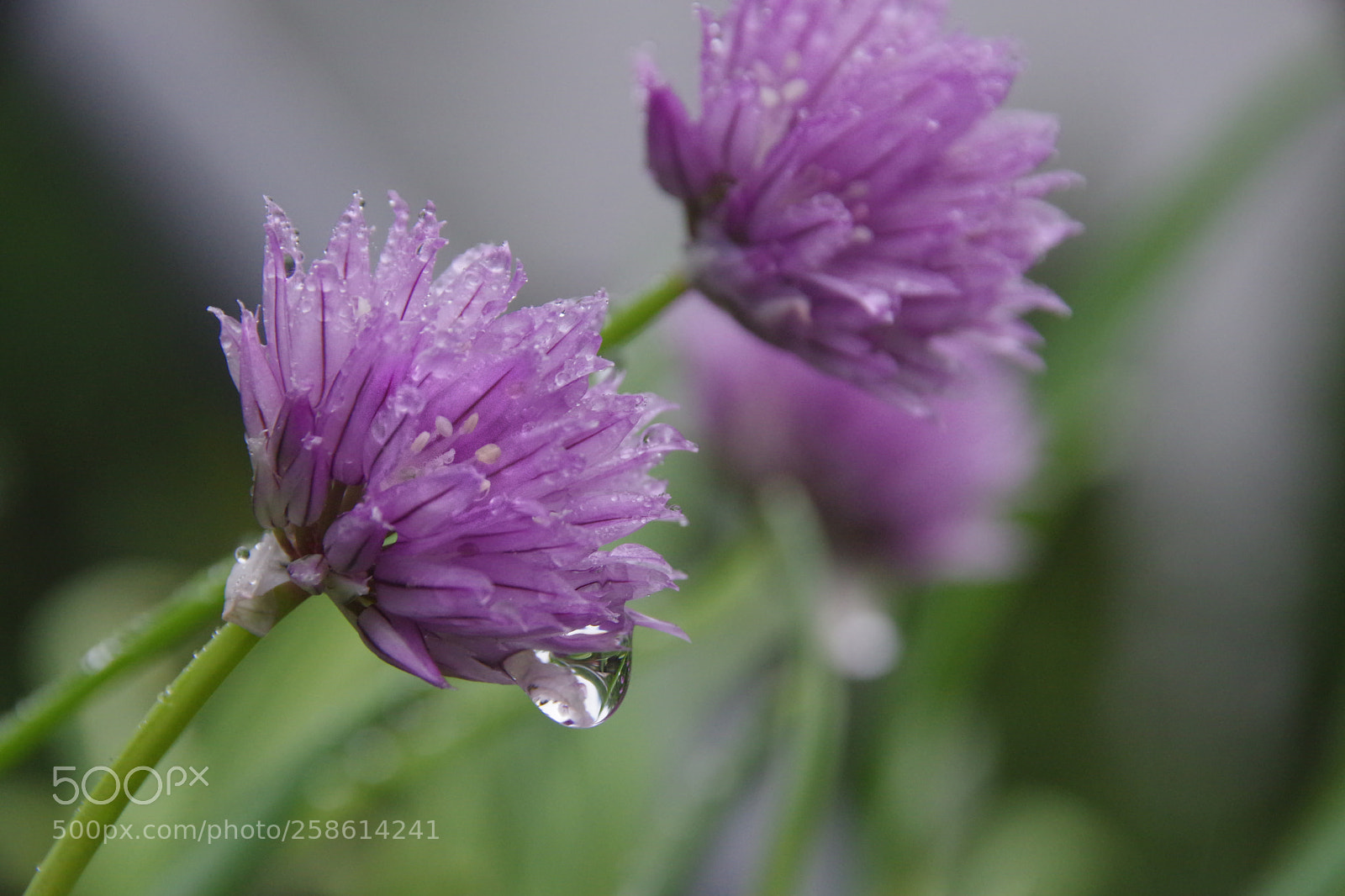 Pentax K-3 sample photo. After the rain photography