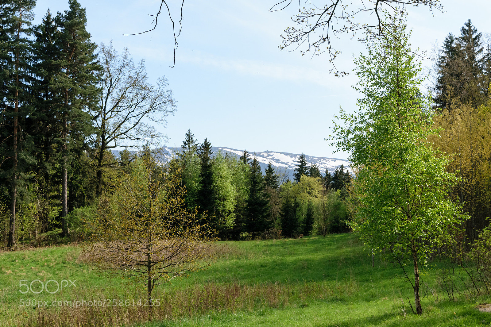 Nikon D5300 sample photo. Green view photography