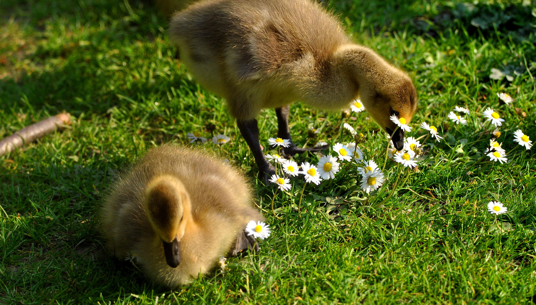 Sigma 150-600mm F5-6.3 DG OS HSM | C sample photo. Diet  of  daisies photography