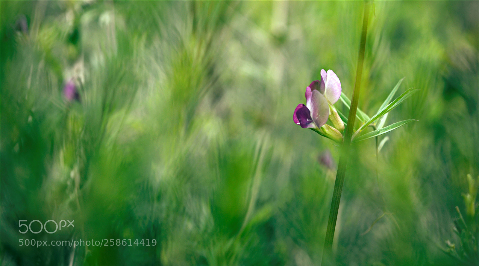Nikon D3200 sample photo. Naturaleza photography