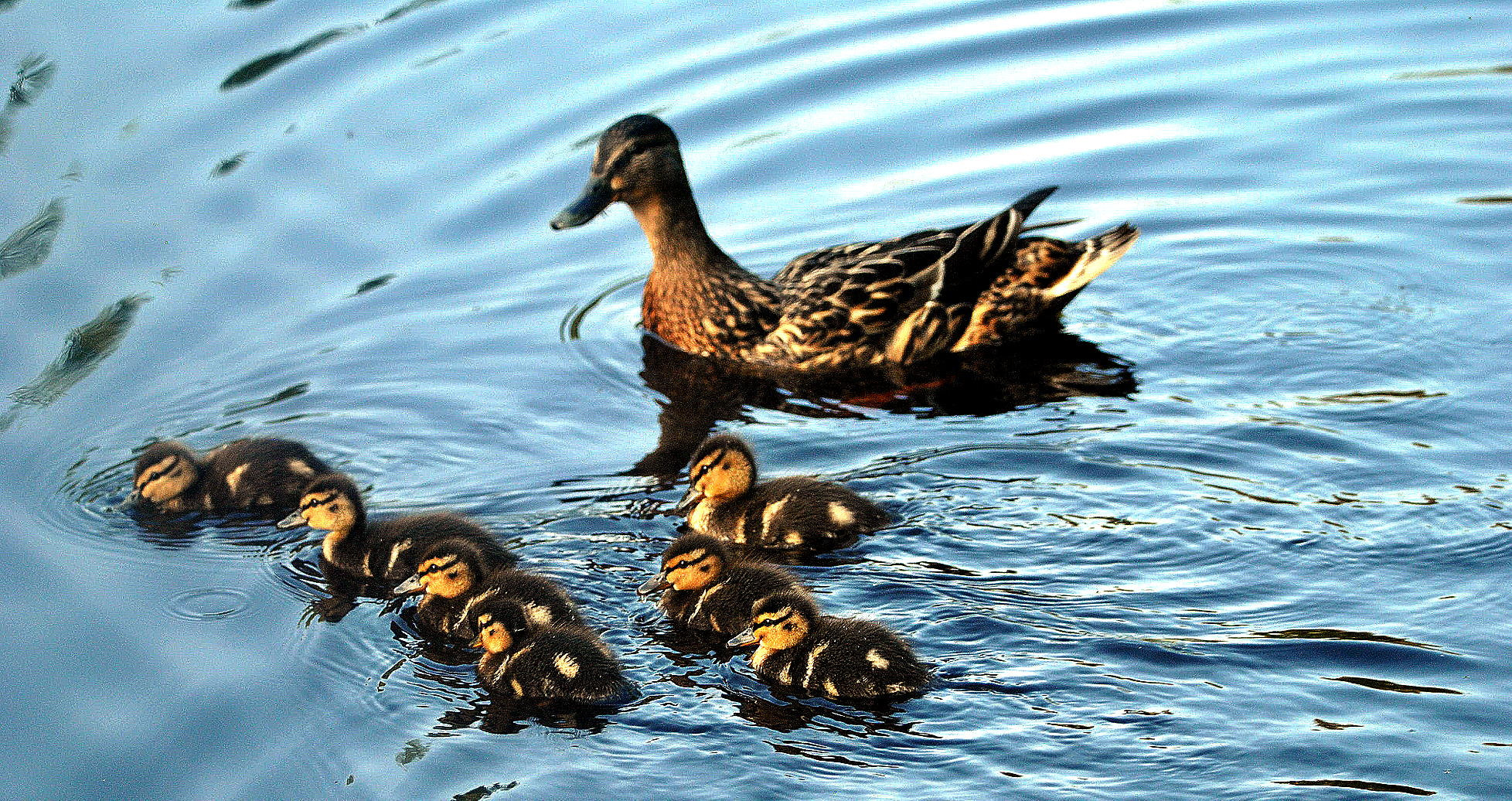 Sigma 150-600mm F5-6.3 DG OS HSM | C sample photo. Seven  siblings photography