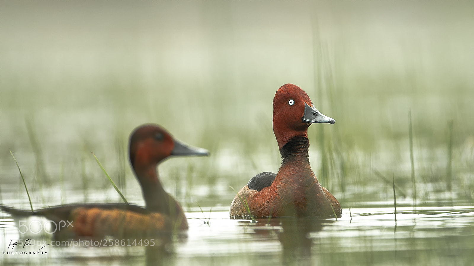 Canon EOS 5D Mark IV sample photo. Ferruginous duck photography