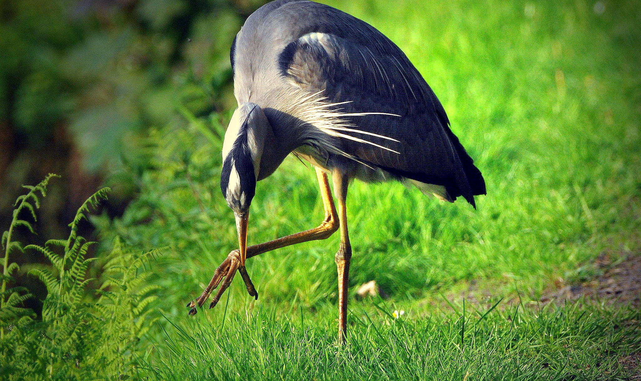 Nikon D3000 + Sigma 150-600mm F5-6.3 DG OS HSM | C sample photo. Nail  clipper photography