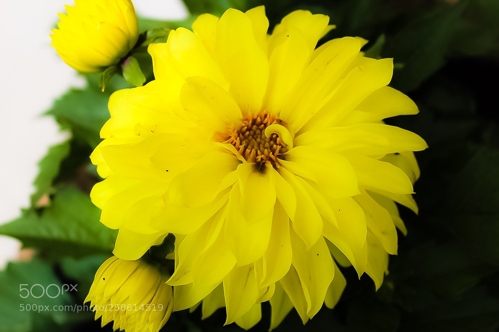 Canon EOS 1300D (EOS Rebel T6 / EOS Kiss X80) sample photo. Dahlia photography