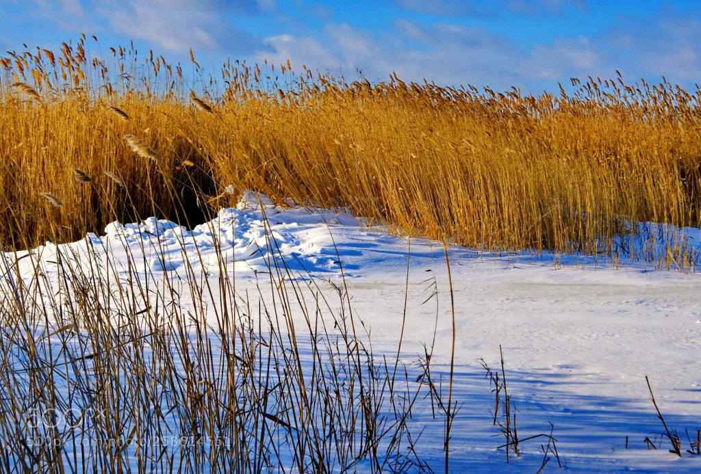 Sony Alpha DSLR-A700 sample photo. Snow on the estuary photography